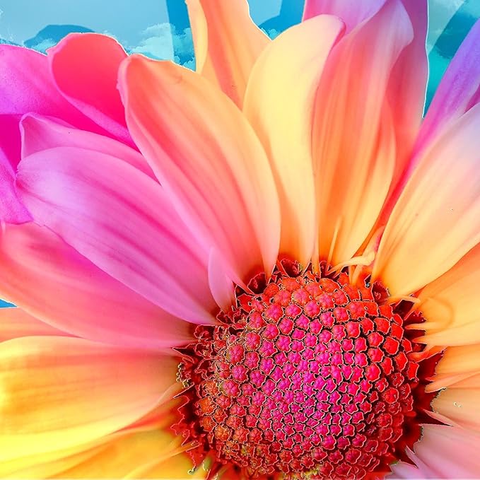 ציור יהלומים - פרח צבעוני